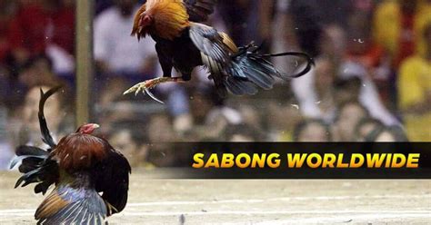 sabong worldwide 1|Sabong Worldwide Review for Filipino Players 2024.